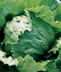The Salad Greens Kitchen Garden Image